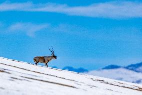 Tibetan Antelopes at Changtang National Nature Reserve - China