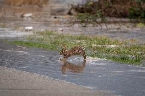 Canada Suffers Severe Flooding and Thousands Evacuated