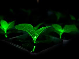 Self-Glimmering Plants Cultivated by Magicpen Bio - China