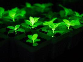 Self-Glimmering Plants Cultivated by Magicpen Bio - China
