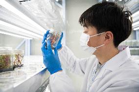 Self-Glimmering Plants Cultivated by Magicpen Bio - China