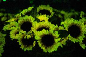 Self-Glimmering Plants Cultivated by Magicpen Bio - China