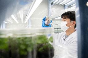 Self-Glimmering Plants Cultivated by Magicpen Bio - China