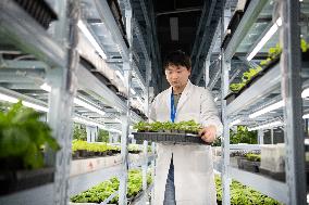 Self-Glimmering Plants Cultivated by Magicpen Bio - China