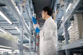 Self-Glimmering Plants Cultivated by Magicpen Bio - China