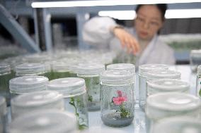 Self-Glimmering Plants Cultivated by Magicpen Bio - China