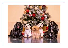 Spanish Royal Family Christmas Greetings - Madrid