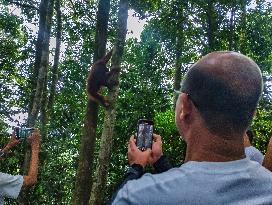Rare Moment of An Orangutan Hanging From A Tree - Sumatra