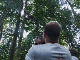 Rare Moment of An Orangutan Hanging From A Tree - Sumatra
