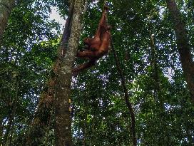 Rare Moment of An Orangutan Hanging From A Tree - Sumatra