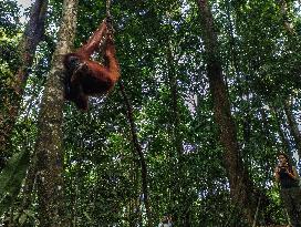 Rare Moment of An Orangutan Hanging From A Tree - Sumatra
