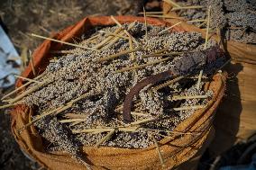 Sorghum Harvest In Kassala - Sudan