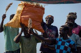 Sorghum Harvest In Kassala - Sudan