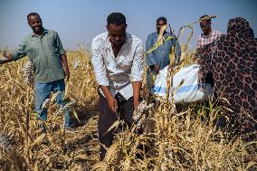 Sorghum Harvest In Kassala - Sudan