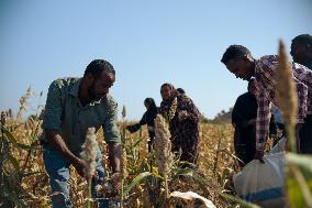Sorghum Harvest In Kassala - Sudan