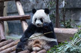 China Chongqing Zoo Giant Panda
