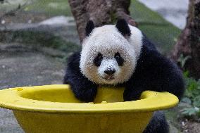 China Chongqing Zoo Giant Panda