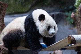 China Chongqing Zoo Giant Panda