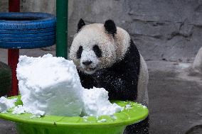 China Chongqing Zoo Giant Panda