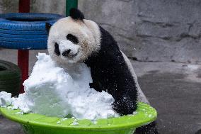 China Chongqing Zoo Giant Panda