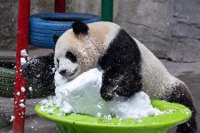 China Chongqing Zoo Giant Panda