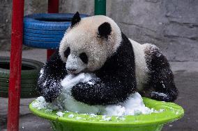China Chongqing Zoo Giant Panda