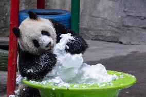 China Chongqing Zoo Giant Panda