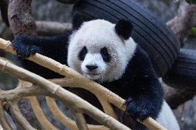 China Chongqing Zoo Giant Panda