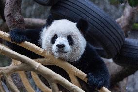 China Chongqing Zoo Giant Panda