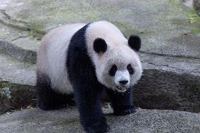 China Chongqing Zoo Giant Panda