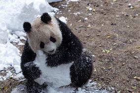 China Chongqing Zoo Giant Panda