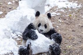 China Chongqing Zoo Giant Panda