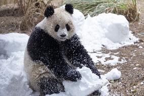 China Chongqing Zoo Giant Panda