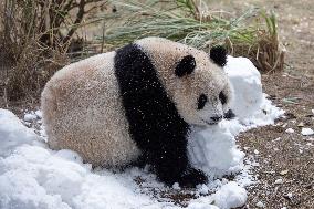 China Chongqing Zoo Giant Panda