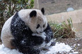 China Chongqing Zoo Giant Panda