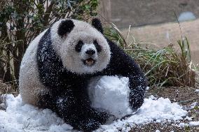 China Chongqing Zoo Giant Panda