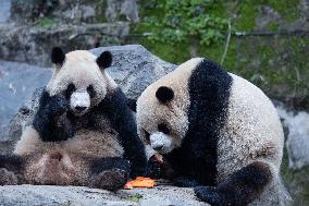 China Chongqing Zoo Giant Panda