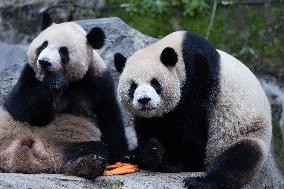 China Chongqing Zoo Giant Panda