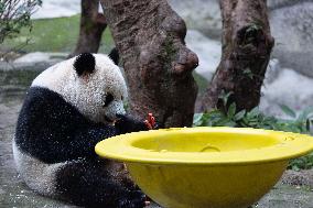 China Chongqing Zoo Giant Panda