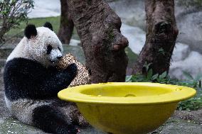 China Chongqing Zoo Giant Panda
