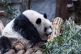 China Chongqing Zoo Giant Panda