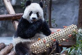 China Chongqing Zoo Giant Panda