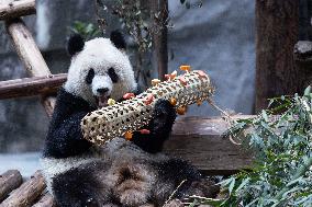 China Chongqing Zoo Giant Panda