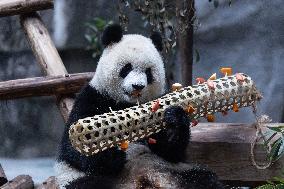 China Chongqing Zoo Giant Panda