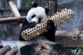 China Chongqing Zoo Giant Panda