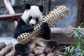 China Chongqing Zoo Giant Panda