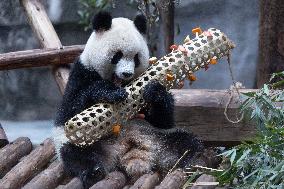 China Chongqing Zoo Giant Panda