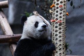 China Chongqing Zoo Giant Panda