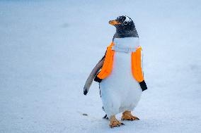 Tourism Penguins Parade - Harbin