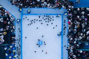 Tourism Penguins Parade - Harbin
